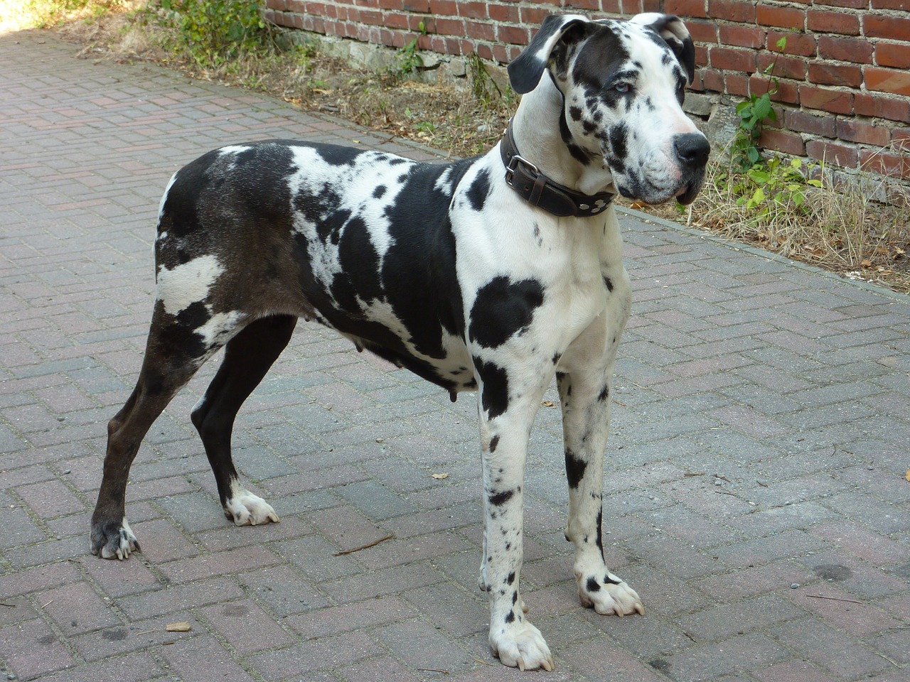 Dogue allemand