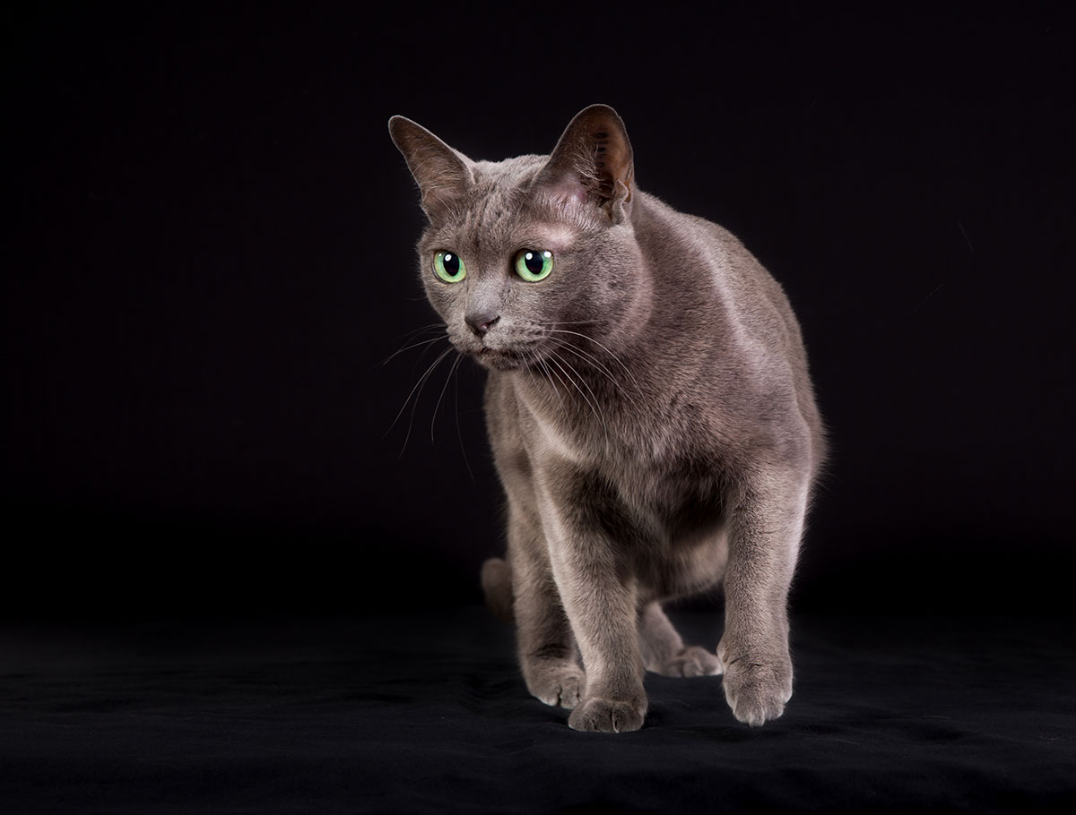 Korat Korat