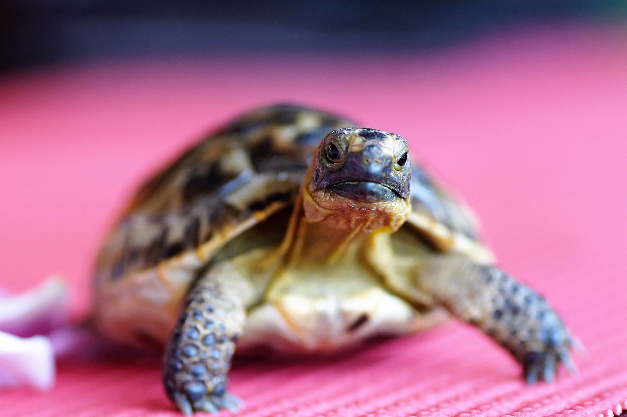 Les conseils et soins à apporter à une tortue terrestre