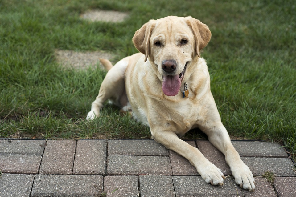 Labrador Retriever Labrador Retriever