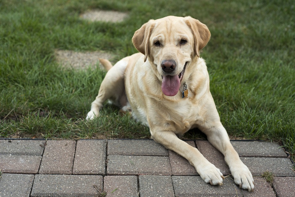 labrador retriever