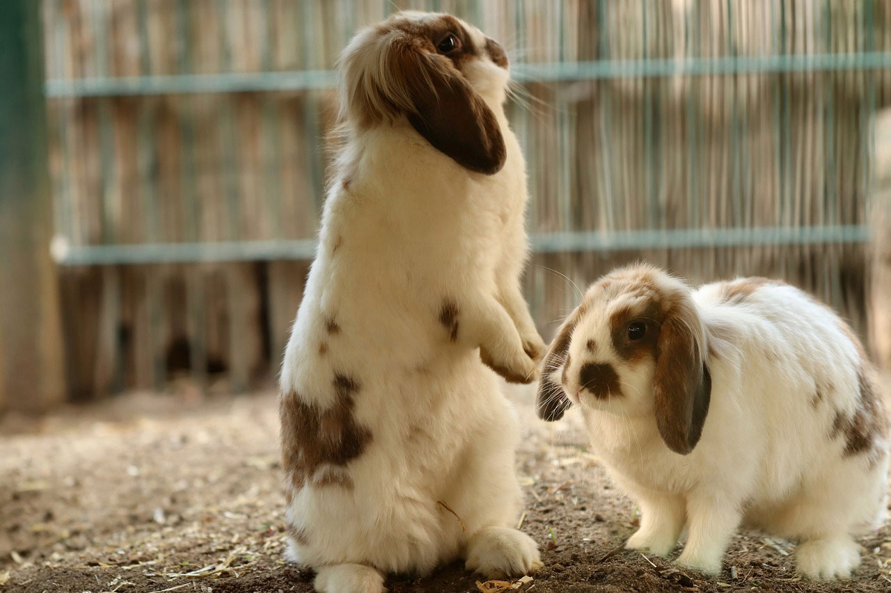 Lapin bélier Lapin bélier
