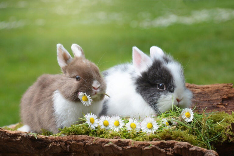 3 raisons d’adopter un lapin nain