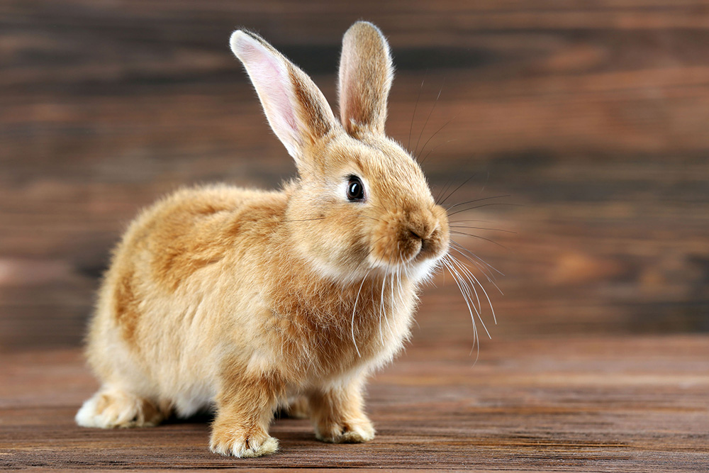 Lapin Lapin