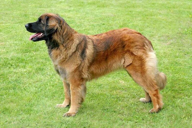 Leonberger