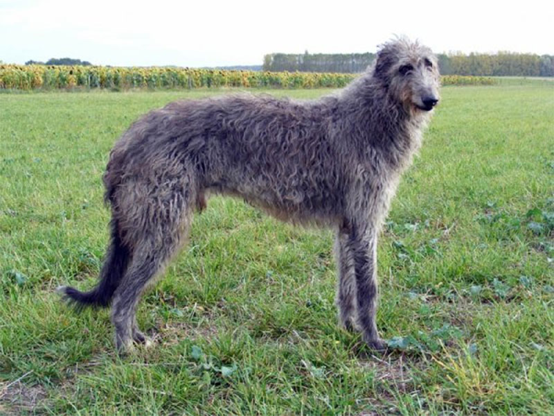 Lévrier écossais – Deerhound