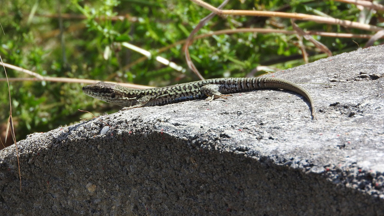 Le lézard des murailles Le lézard des murailles