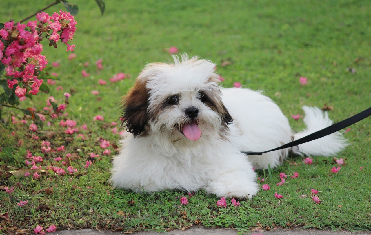 Lhassa Apso