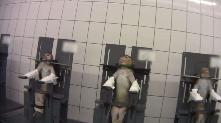La longue agonie de singes filmés dans un laboratoire de Hambourg [VIDEO]