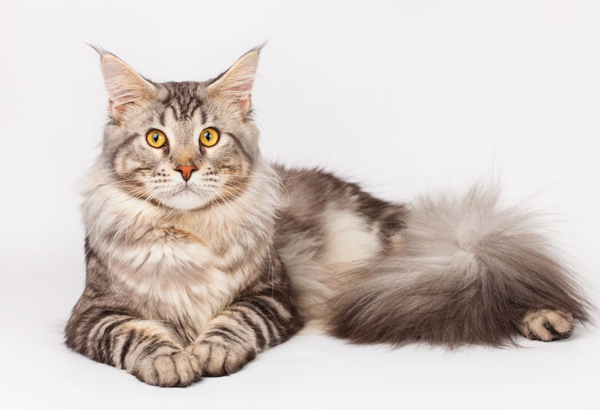 Maine Coon Maine Coon