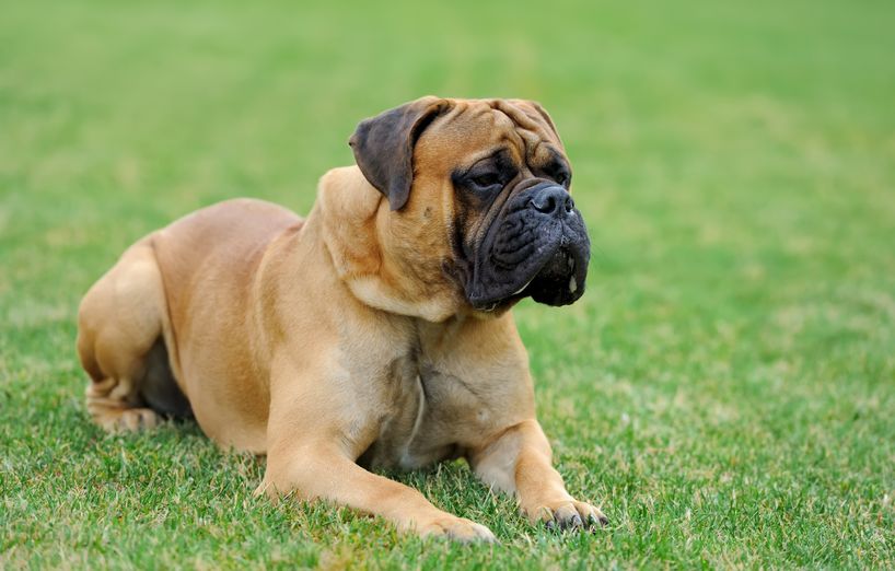 Mastiff Mastiff