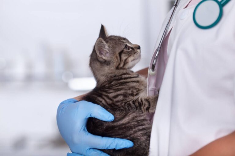 Assurance pour chat, vétérinaire : 3 conseils d’après adoption