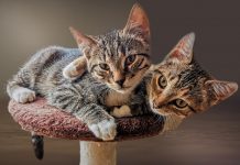 Chat Ecaille De Tortue Un Felin Au Pelage Hors Du Commun