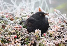 nourrir les oiseaux l'hiver dans jardins