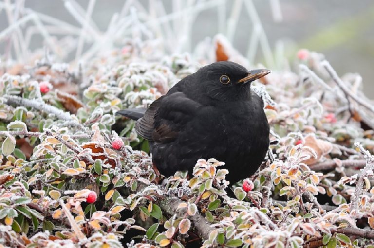 nourrir les oiseaux l'hiver dans jardins