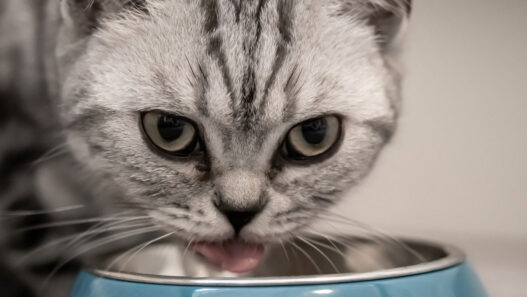 Quelle est la nourriture idéale du chat ?