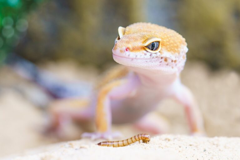 Nourriture pour lézard : Comment bien les nourrir