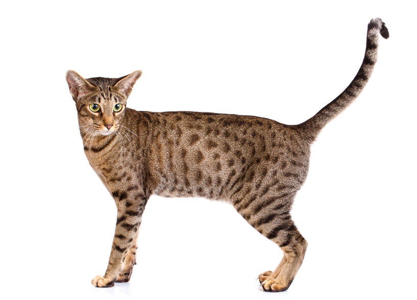 Ocicat