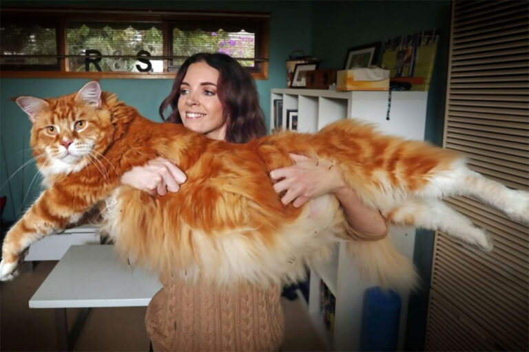 Ce chat le plus grand et le plus gros du monde
