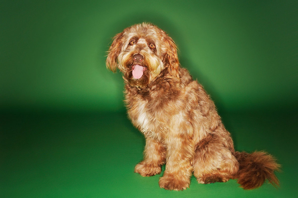 Otterhound