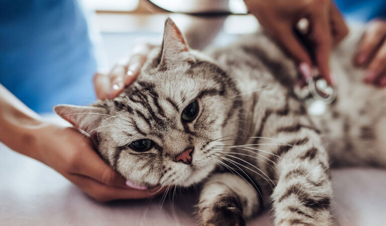 La péritonite infectieuse du chat – Symptômes et remèdes