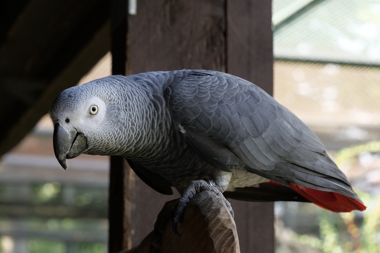 Le perroquet gris du Gabon Le perroquet gris du Gabon