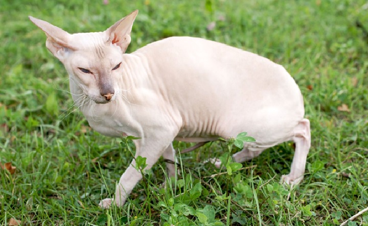 Peterbald Peterbald