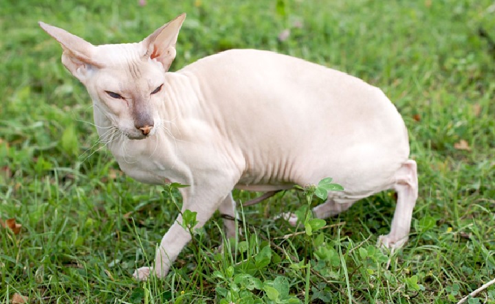 Peterbald