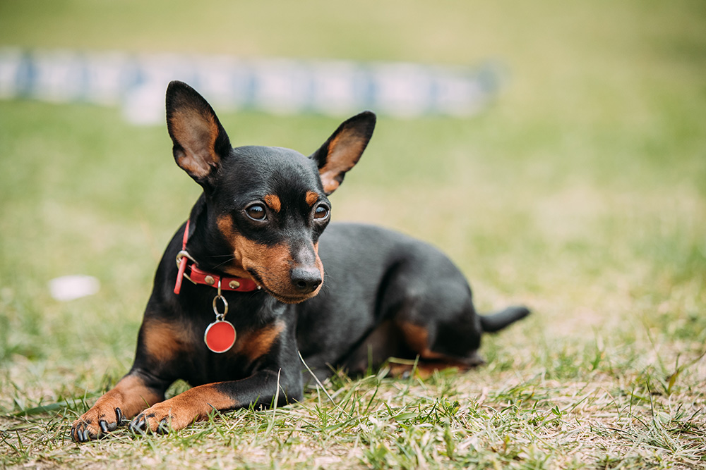 Pinscher Pinscher