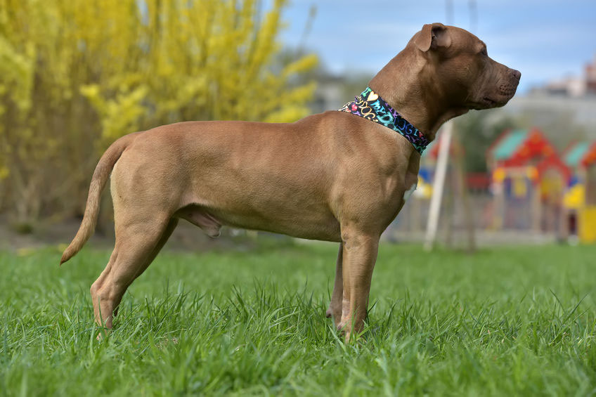 Pitbull ou Americain Pit Bull Terrier Pitbull ou Americain Pit Bull Terrier