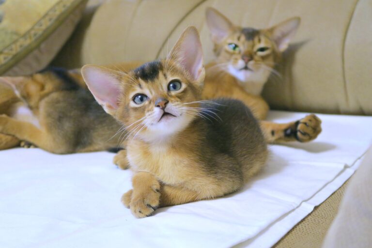 10 plus belles races de chat du monde