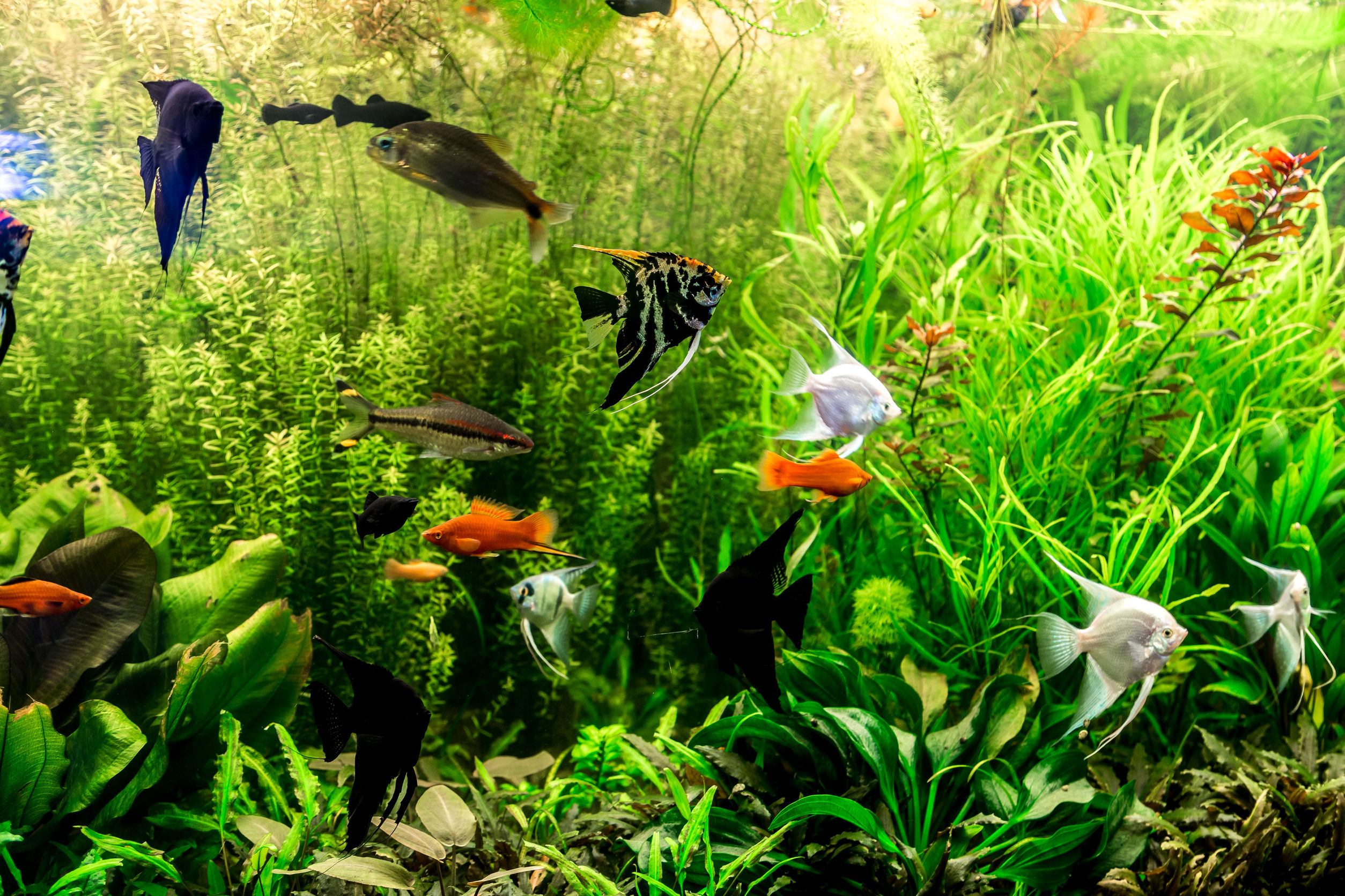 Poissons faciles pour aquarium d'eau douce