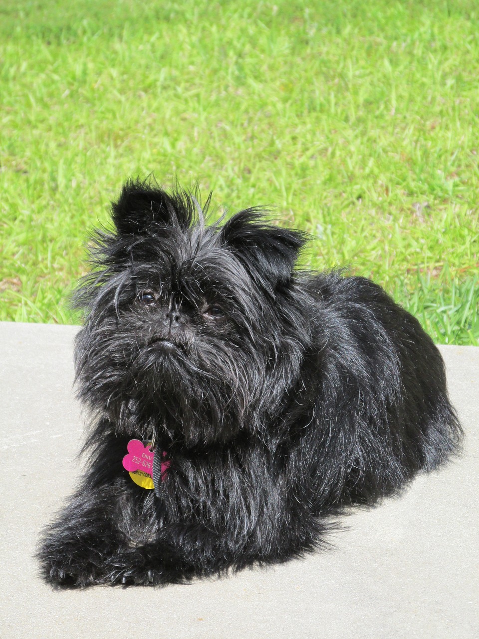 chien Affenpinscher assis