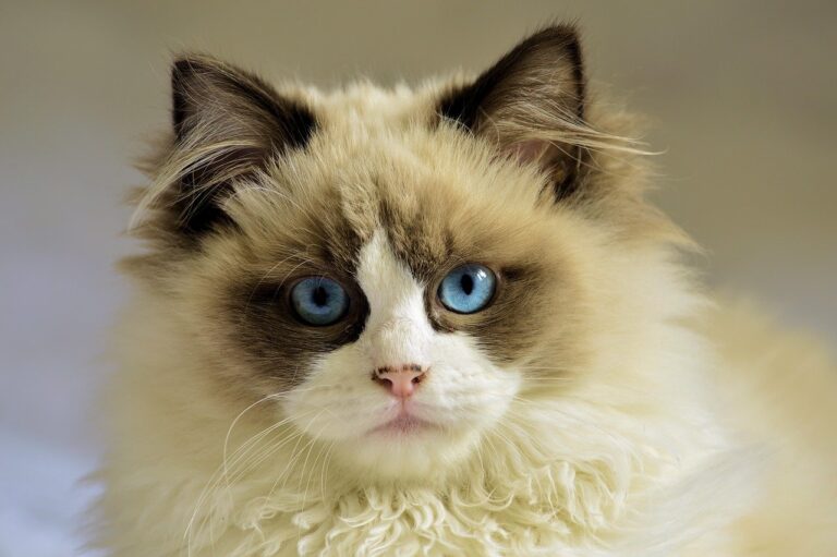 12 races de chats aux yeux bleus