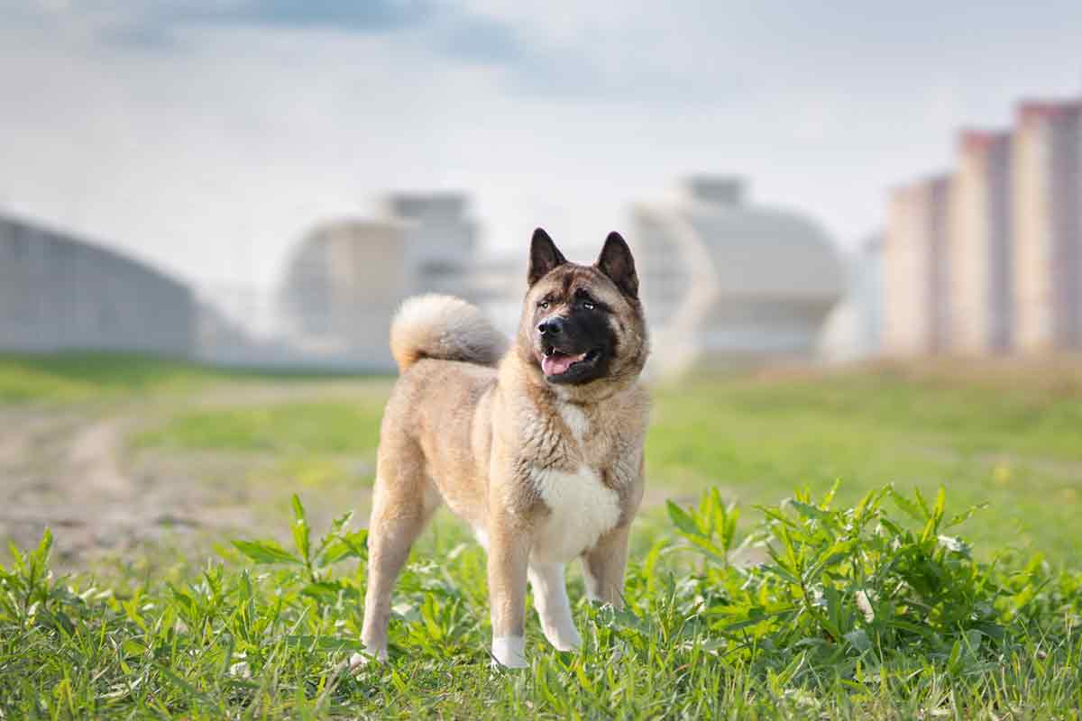 Akita américain Akita américain
