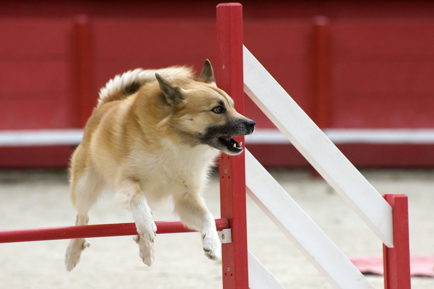 race de chien berger islandais