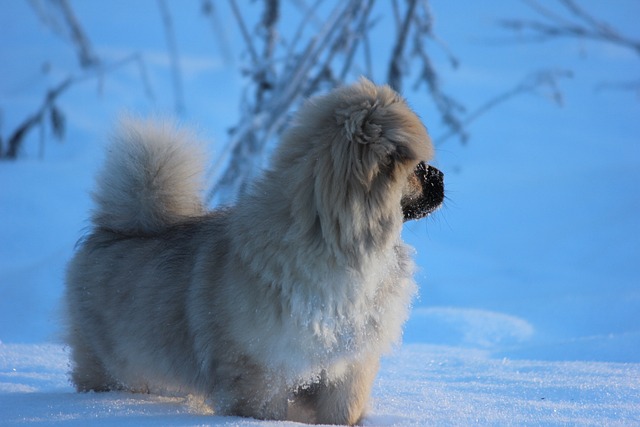 race de chien épagneul tibétain