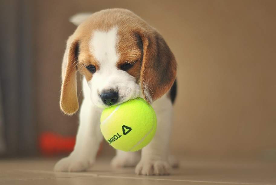 races de chiens gentils avec enfant