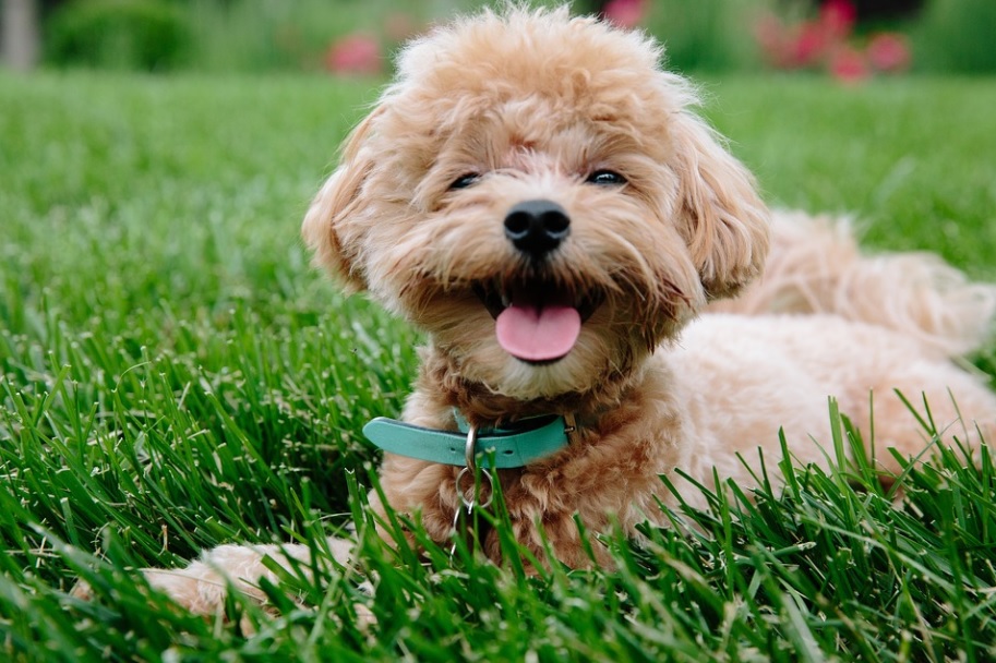 race de chien gentil avec un enfant