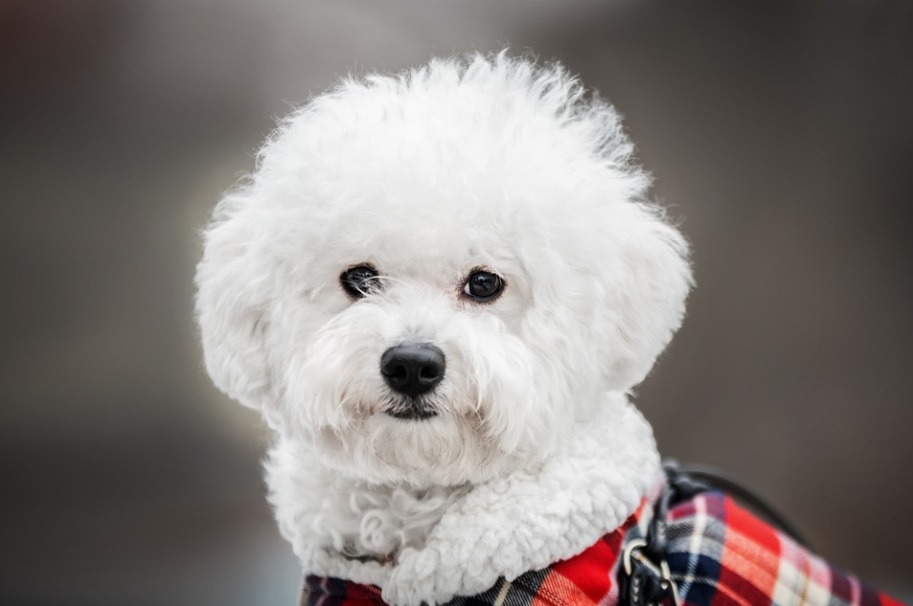 race de chien mignonne