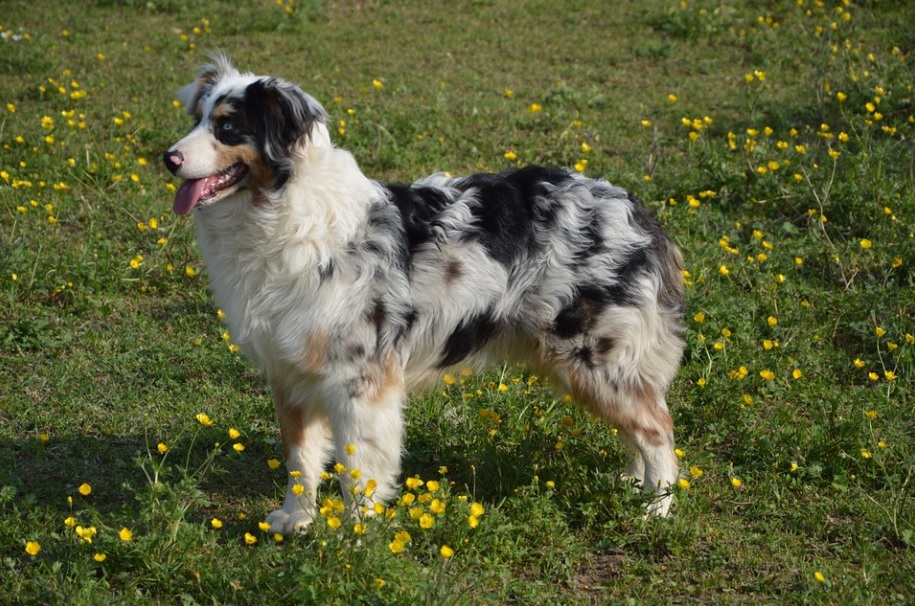 race de chien facile à éduquer