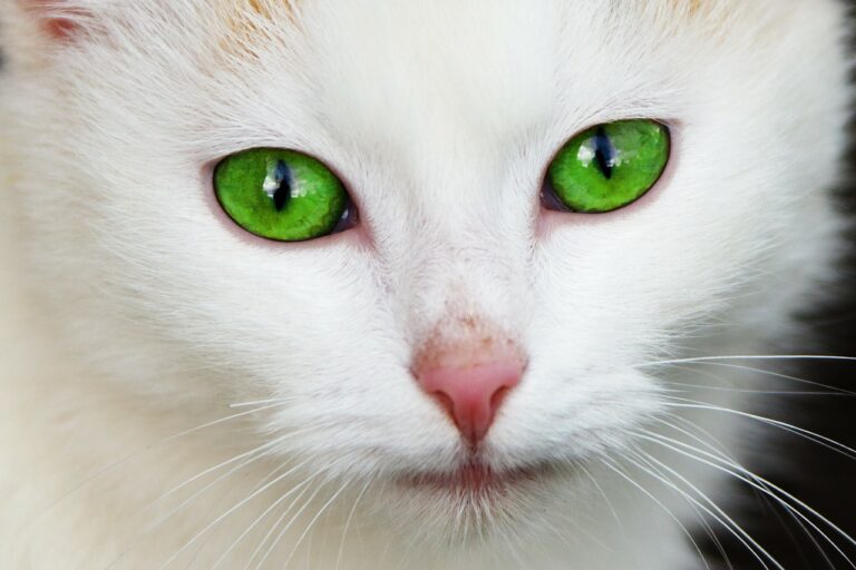 7 races de chats aux yeux verts