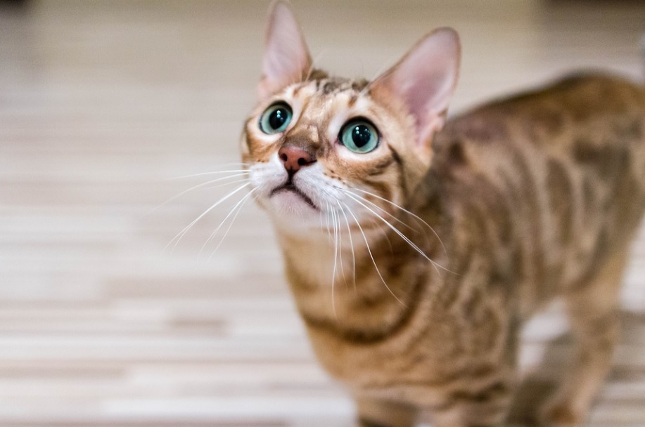 races de chat facile pour l'éducation