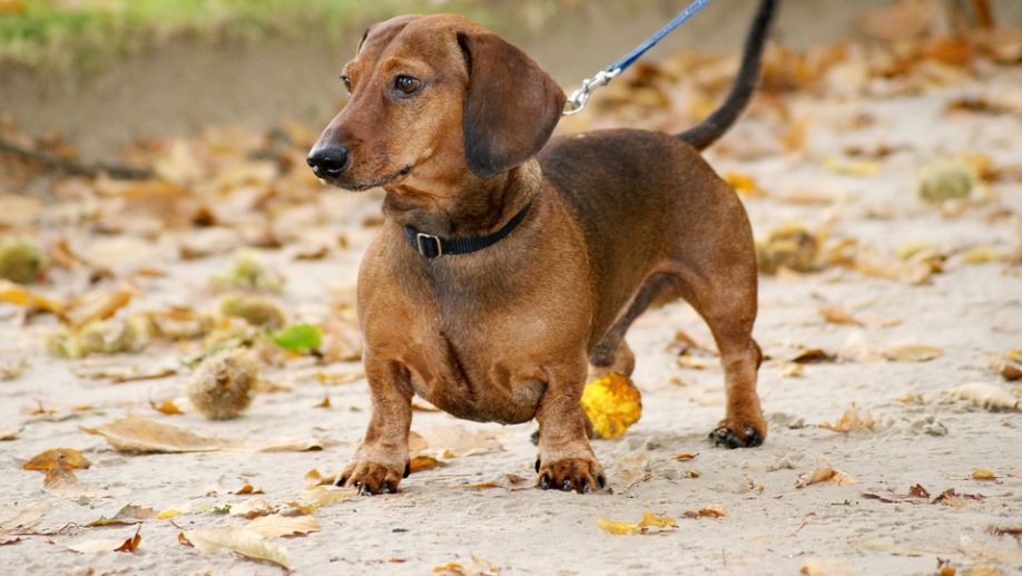 race de chien qui ne perd pas de poils