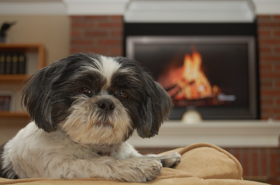 race de chien parfaite pour les personnes âgées