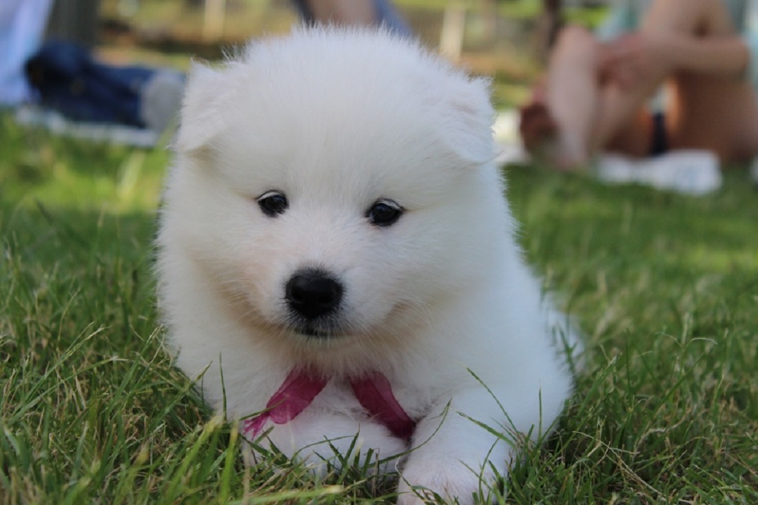 races de chiens les plus chères du monde