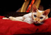 8 Races De Chats Au Visage Plat Ou Aplati 8 Races De Chats Au Visage Plat Ou Aplati