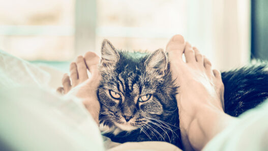 6 races de chats d&rsquo;appartement à préférer