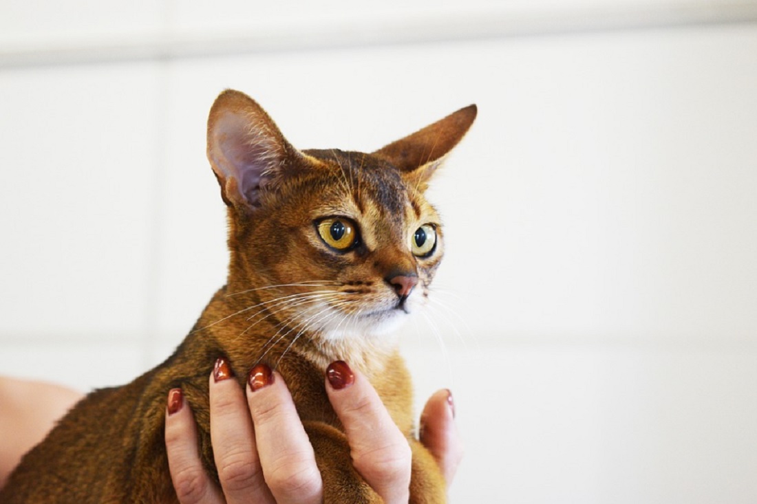 races de chat les plus faciles à éduquer