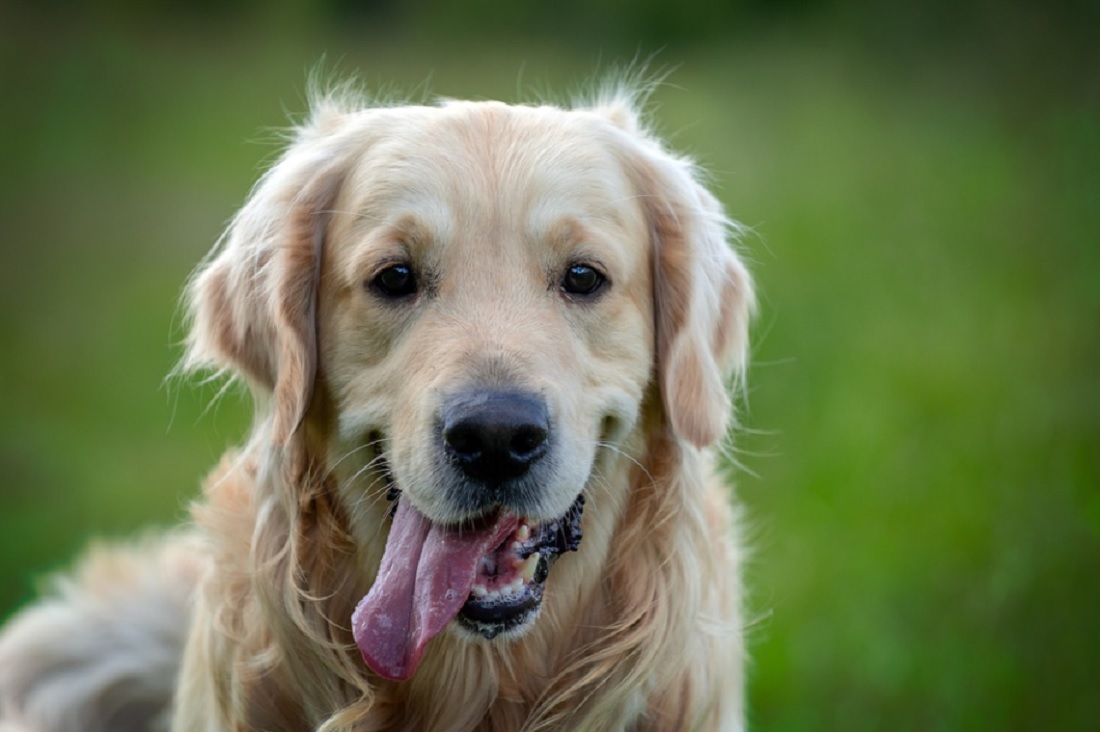 races de chien les plus douces